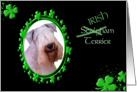 St Patrick’s Greeting Card - (Irish) Sealyham Terrier card