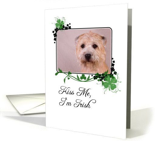 Kiss Me, I'm Irish! - St Patrick's Day card (772944)