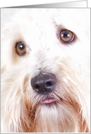All Occasion Greeting Card featuring a Coton de Tulear card