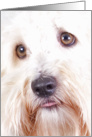 All Occasion Greeting Card featuring a Coton de Tulear card