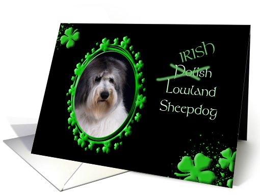 St Patrick's Greeting Card - (Irish) Polish Lowland Sheepdog card