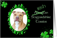 St Patrick’s Greeting Card - (Irish) American Staffordshire Terrier card