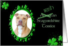 St Patrick’s Greeting Card - (Irish) American Staffordshire Terrier card
