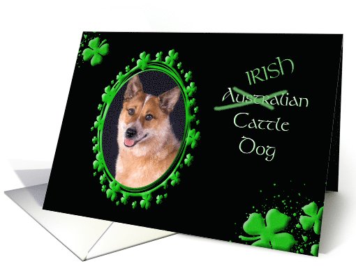 St Patrick's Greeting Card - (Irish) Australian Cattle Dog card
