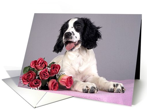 All Occasion Greeting Card - featuring an English Springer... (773076)