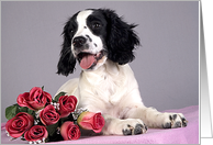 All Occasion Greeting Card - featuring an English Springer Spaniel Puppy card
