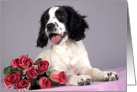 All Occasion Greeting Card - featuring an English Springer Spaniel Puppy card