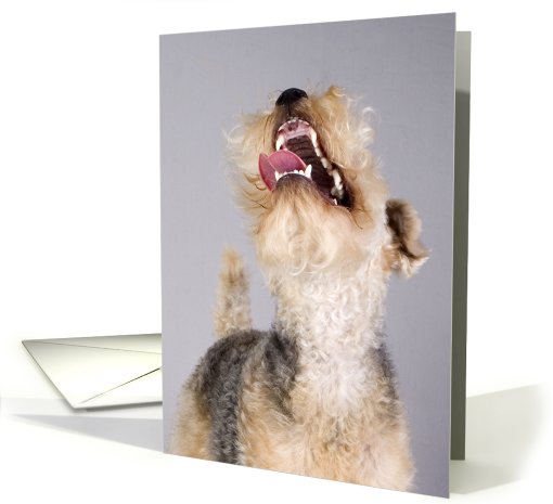 All Occasion Greeting Card - featuring a Lakeland Terrier Puppy card