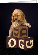 All Occasion Greeting Card - featuring an American Cocker Spaniel Puppy card