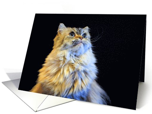 All Occasion Greeting Card - featuring a Himalayan Cat in... (773489)