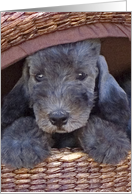 All Occasion Greeting Card - featuring a Bedlington Terrier Puppy card
