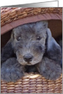 All Occasion Greeting Card - featuring a Bedlington Terrier Puppy card
