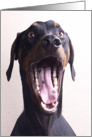 CONGRATULATIONS! On your promotion! - featuring a Doberman Pinscher card