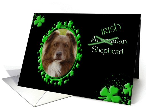 St Patrick's Greeting Card - (Irish) Australian Shepherd card (774683)