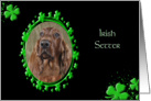 St Patrick’s Greeting Card - Irish Setter card