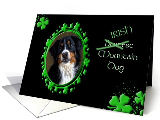 St Patrick's Greeting Card - (Irish) Bernese Mountain Dog card