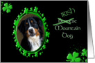 St Patrick’s Greeting Card - (Irish) Bernese Mountain Dog card