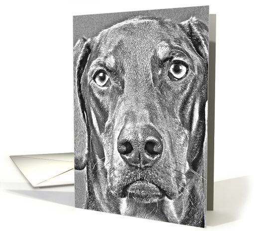 Pencil Sketch of a Doberman Pinscher - blank card (775465)