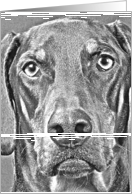 Pencil Sketch of a Doberman Pinscher - blank Card