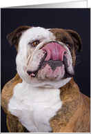 Thanks for dinner - card featuring an English Bulldog card