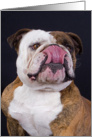 Thanks for dinner - card featuring an English Bulldog card