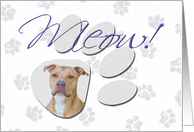 April Fool’s Day Greeting - featuring an American Staffordshire Terrier card