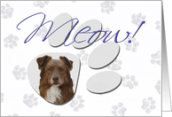 April Fool’s Day Greeting - featuring a red Australian Shepherd card