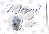 April Fool’s Day Greeting - featuring a Bedlington Terrier card