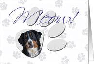 April Fool’s Day Greeting - featuring a Bernese Mountain Dog card