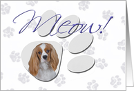 April Fool’s Day Greeting - featuring a blenheim Cavalier King Charles Spaniel card