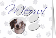 April Fool’s Day Greeting - featuring a tri colored Dachshund card