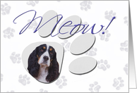 April Fool’s Day Greeting - featuring a black/white tri English Springer Spaniel card