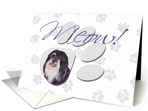 April Fool's Day Greeting - featuring a Havanese card (778347)