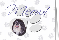 April Fool’s Day Greeting - featuring a Havanese card