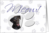April Fool’s Day Greeting - featuring a black Labrador Retriever card