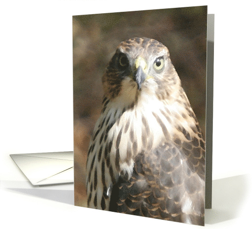 All Occasion Greeting Card - featuring a Peregrine Hawk in... (782081)