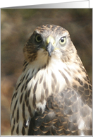 All Occasion Greeting Card - featuring a Peregrine Hawk in digital artwork card