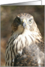 All Occasion Greeting Card - featuring a Peregrine Hawk in digital artwork card