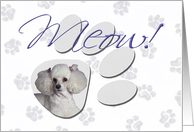 April Fool’s Day Greeting - featuring a white Toy Poodle card