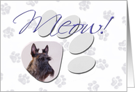 April Fool’s Day Greeting - featuring a brindle Scottish Terrier card