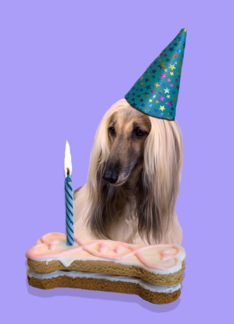 Birthday Card featuring an Afghan Hound