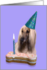 Birthday Card featuring an Afghan Hound card