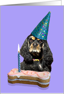 Birthday Card featuring a black/tan/tri American Cocker Spaniel card