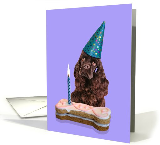 Birthday Card featuring a chocolate American Cocker Spaniel card