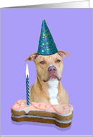 Birthday Card featuring an American Staffordshire Terrier card