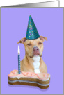 Birthday Card featuring an American Staffordshire Terrier card