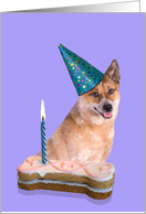 Birthday Card featuring a red Australian Cattle Dog card