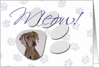 April Fool’s Day Greeting - featuring a Weimaraner card