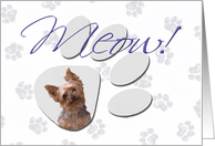 April Fool’s Day Greeting - featuring a Yorkshire Terrier card