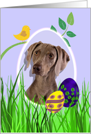 Easter Card featuring a Weimeraner card